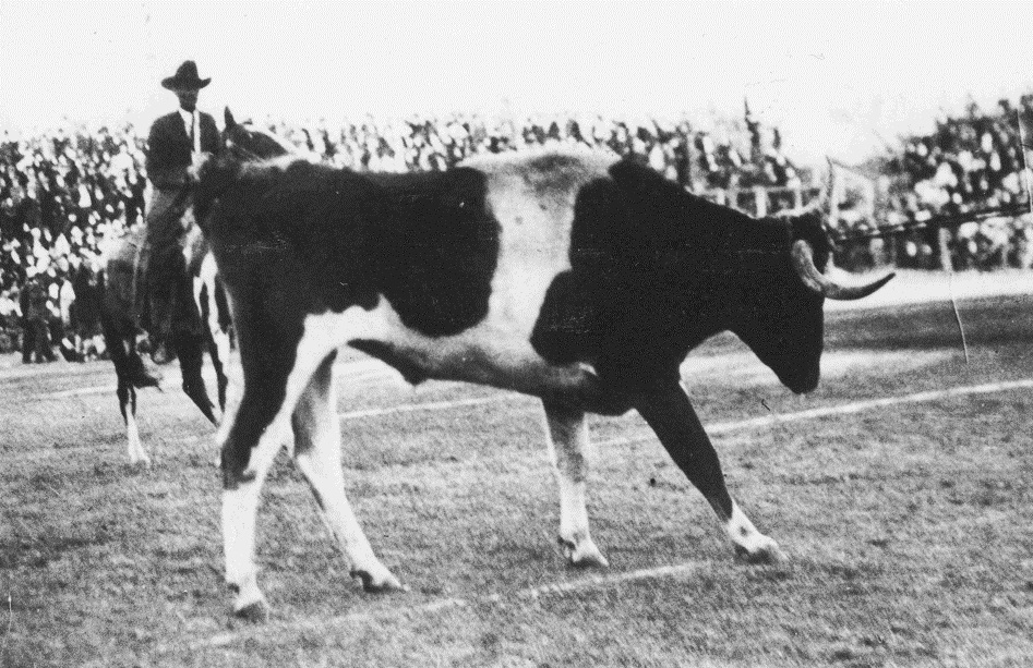 Bevo #1 1916.png