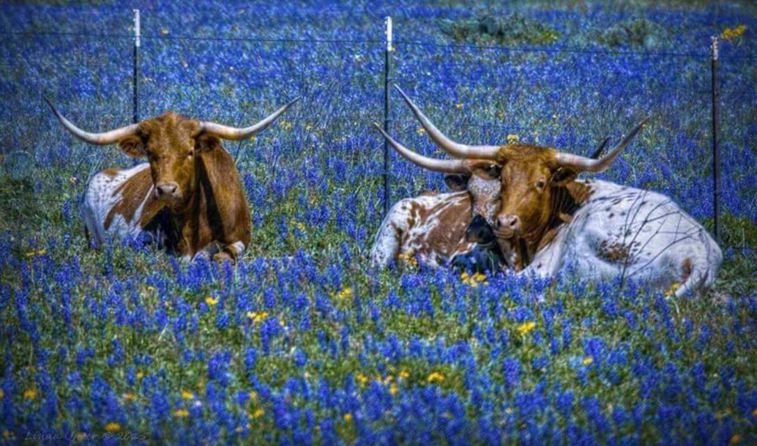 Longhorns love Spring