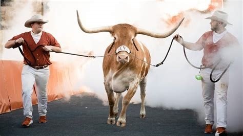 silver spurs and bevo.jpg