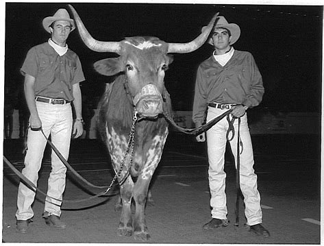 Silver Spurs and Bevo